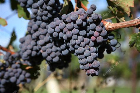 Merlot Grapes in Vineyard — Stock Photo © scamp65 #2560069