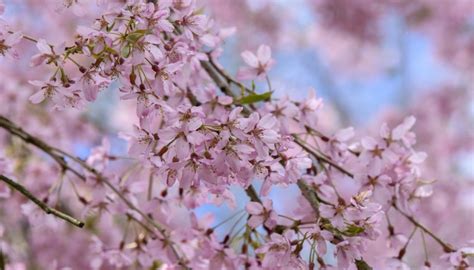 12 Gorgeous Weeping Cherry Tree Varieties for Your Landscape - Rennie ...