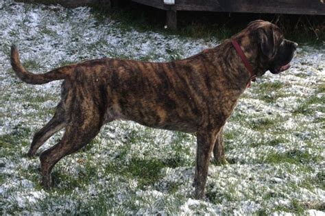 Brindle Mastiff | Brindle mastiff, Mastiffs, Puppies