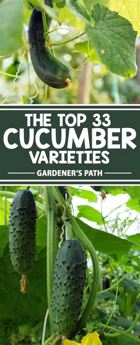 33 of the Best Cucumber Varieties to Grow at Home