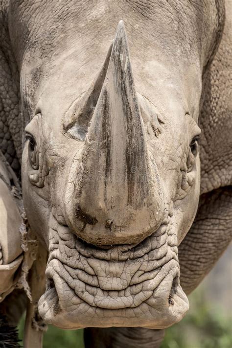 White Rhino portrait stock image. Image of snout, eyes - 121007525