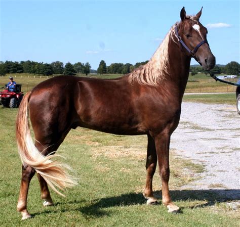 Tennessee Walking Horse | The Beauty of Horses | Pinterest