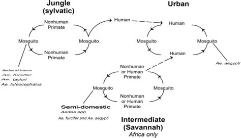 Transmission cycle of yellow fever virus | Download Scientific Diagram