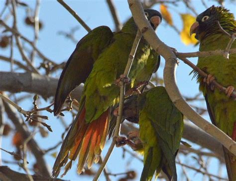 Cotorra de cabeza azul (Thectocercus acuticaudata) en Barcelona – El desinsectador y desratizador