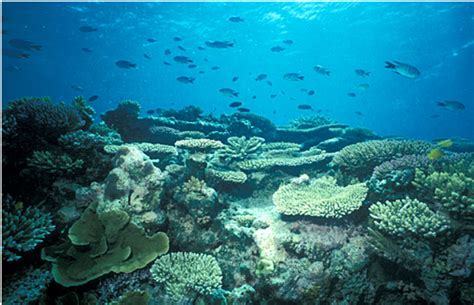 Marine pollution, coastal development: Coral reefs need to be saved