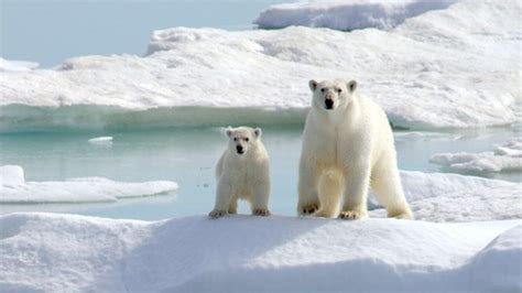 western Hudson Bay polar bears still on the ice in late June ...