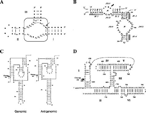 Ribozyme tools as derived from nature's RNA species. A, Hammerhead ...