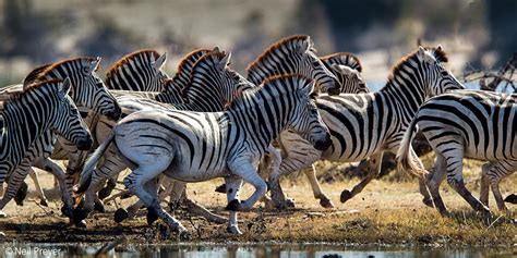 Botswana’s zebra migrations - Africa Geographic