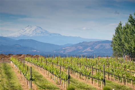 Vintages and vines: The 10 best wineries in Hood River Oregon