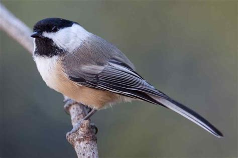 chickadee pictures | Chickadee, Black capped chickadee, Beautiful birds