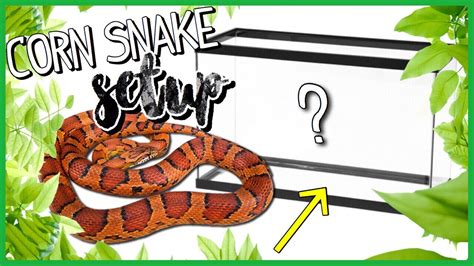 CORN SNAKE Tank Setup | SETTING UP Reptile ENCLOSURE! 🐍 - YouTube