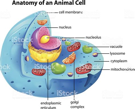 Fotos De La Celula Animal - BRAINCP