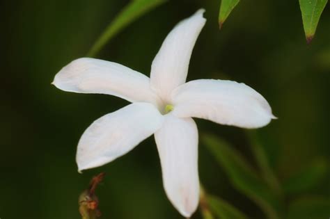 Two more free stock photos of white jasmine flowers