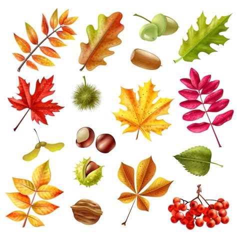 Free Vector | Autumn Leaves Set