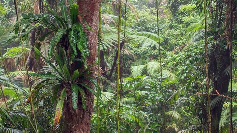 Analysis of 13,000 plant species in the Atlantic Forest shows dramatic effects of climate change ...