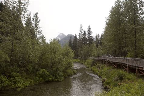 Bear Watching at Fish Creek Wildlife Observation Site in Hyder, Alaska ...