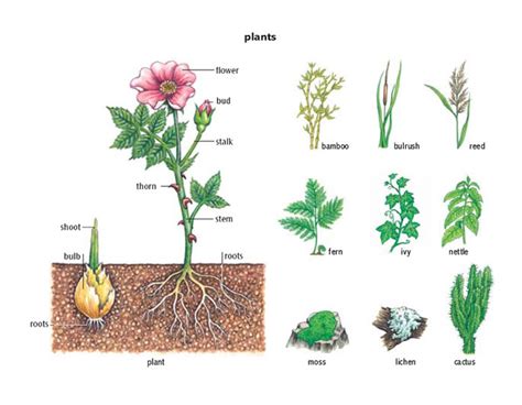 plant noun - Definition, pictures, pronunciation and usage notes | Oxford Advanced American ...