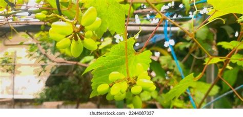 365 Genus Vitis Images, Stock Photos & Vectors | Shutterstock