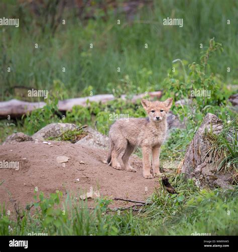 Coyote pups in the wild Stock Photo - Alamy