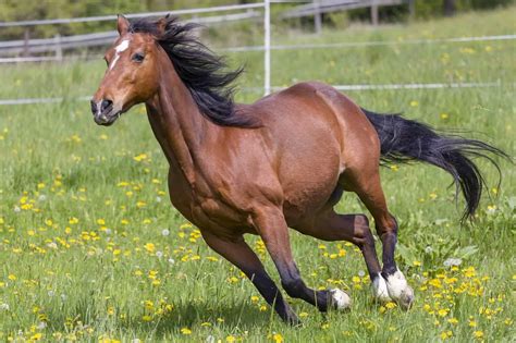 How Fast Can A Horse Run? Interesting Facts With Factors. – Pets Hopes