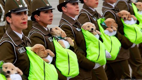 Golden retriever puppies steal the show at Chilean military parade ...