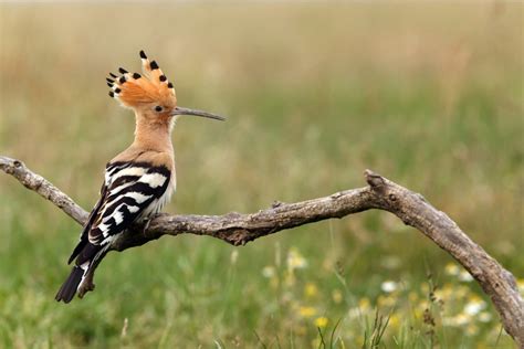 All about the Hoopoe - GardenBird