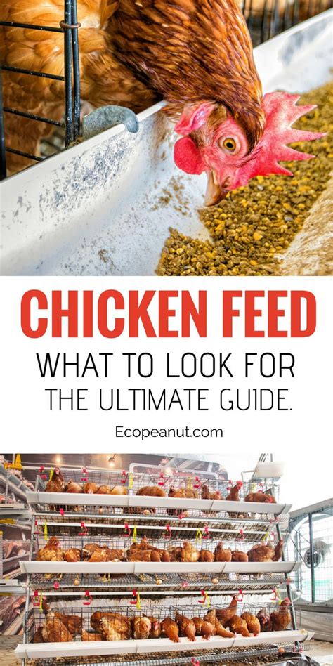 Best Chicken Feed: 7 Organic Brands For Laying Hens, Reviewed - Eco Peanut | Chicken feed, Urban ...