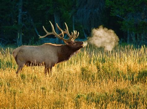 Bull elk bugling | Rocky Mountain bull elk bugling during th… | Flickr