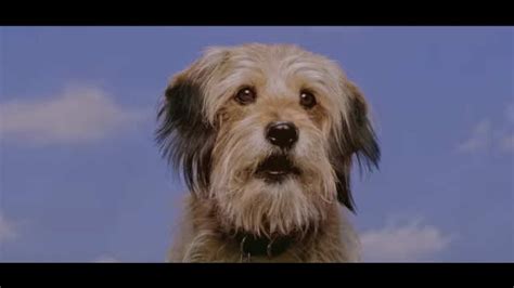 Netflix to Debut ‘Benji’ Film March 16 | Next TV