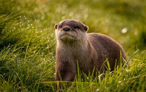 Brown otter, animal, grass, otter, Brown HD wallpaper | Pxfuel