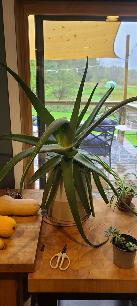 help identifying my giant aloe plant. : r/houseplants