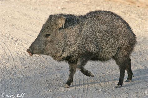 Javelina (Peccary) Photos - Photographs - Pictures