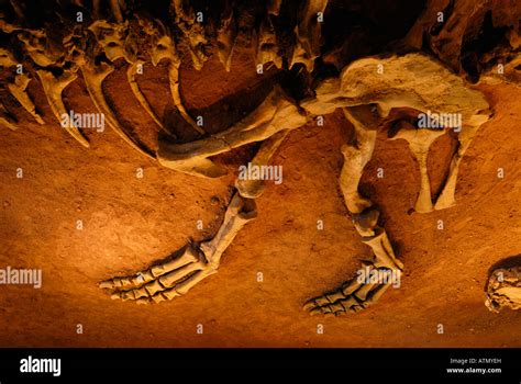 Giganotosaurus fossil hi-res stock photography and images - Alamy