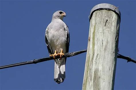 12 Species of Hawks in Arizona (With Pictures) - Bird Feeder Hub