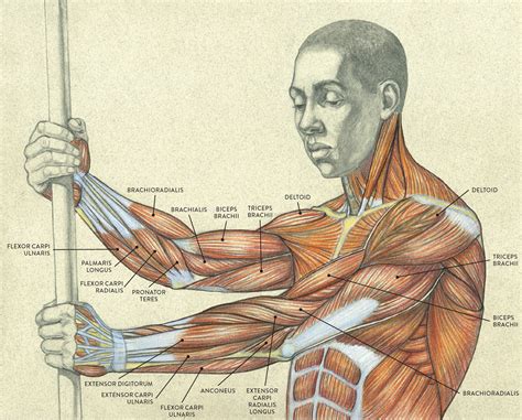 Human Arm Anatomy Diagram