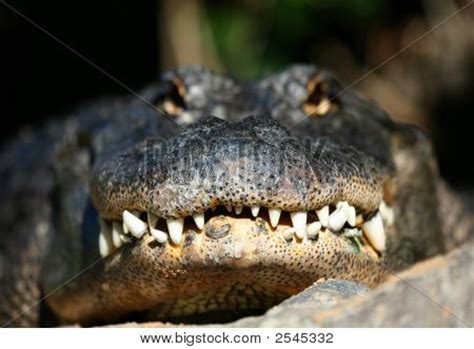 Alligator Teeth Image & Photo (Free Trial) | Bigstock