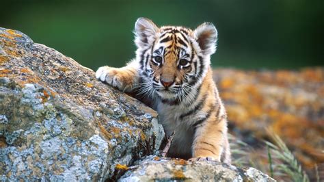 Baby Animal Wallpaper | Wallpaper for desktop