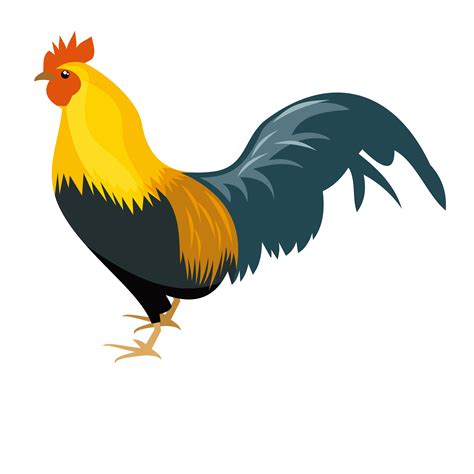 Clipart chicken real chicken, Clipart chicken real chicken Transparent ...