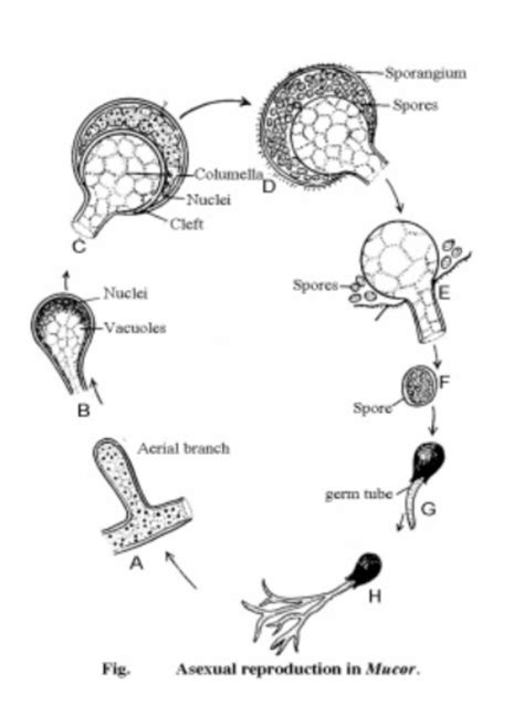 Mucor Life Cycle