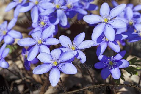 spring flowers . forest 9548391 Stock Photo at Vecteezy