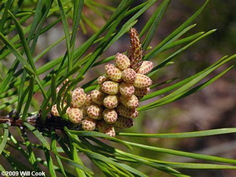 Virginia Pine (Pinus virginiana)