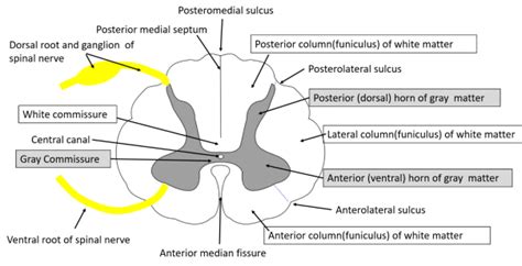 Spinal Cord , Extent, gross features, meninges, blood supply , Anatomy QA