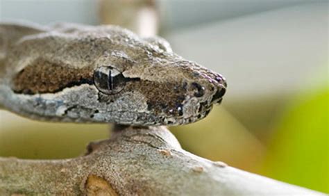 Dominica Wildlife - animals in Dominica: birds, mammals, amphibian ...