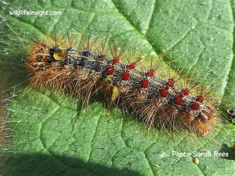 The Gypsy Moth and caterpillar, Lymantria dispar | Wildlife Insight