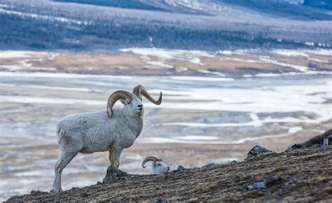 Kluane National Park and Reserve