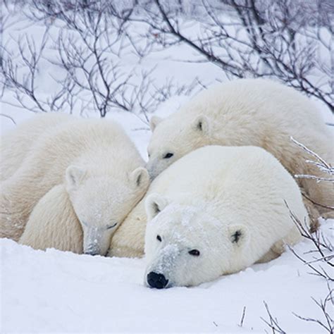 Polar Bear and Cubs Napping Square - Bushwalking Books - Adventure ...