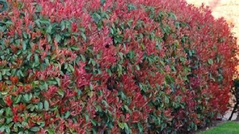 How To Prune A Red Tip Photinia - Plant Pruning Tips - RayaGarden