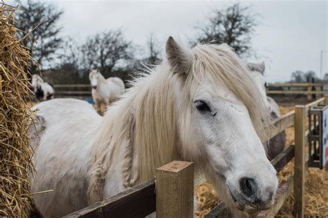 Hillside Animal Sanctuary - Andy Dane | Norwich & Norfolk Wedding ...