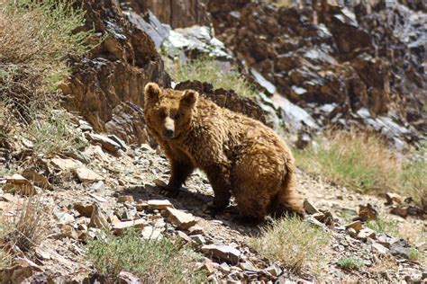 The Gobi Bear | Big Mongolia Travel