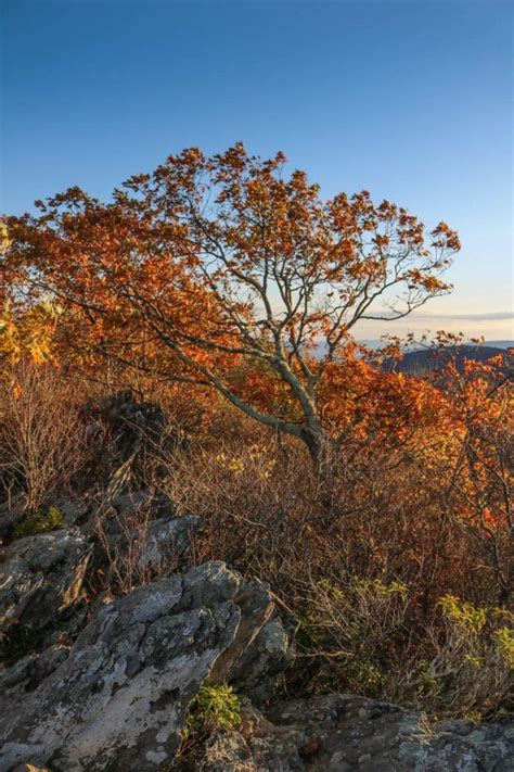 5 Short Fall Hikes in Shenandoah National Park - The National Parks ...